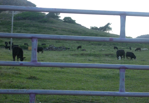 West Maui cows