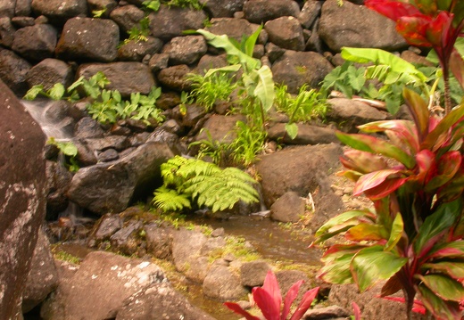 Hawaiian garden